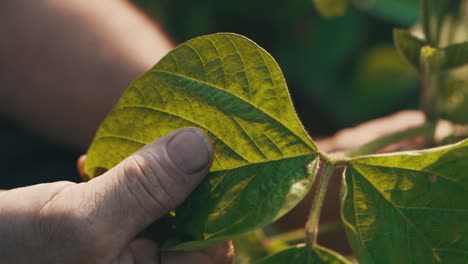 Planta-En-Mano-De-Personas