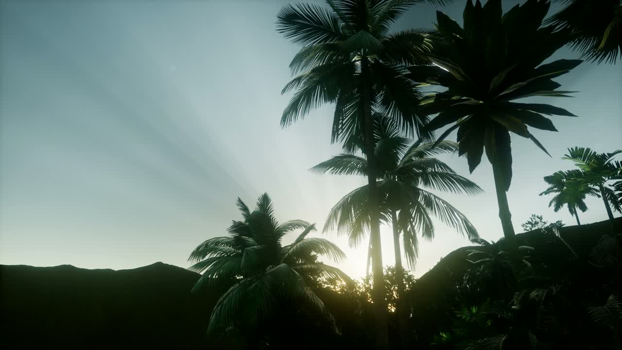 Sunset Beams through Palm Trees