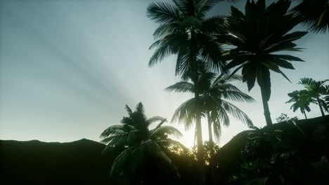 Sunset-Beams-through-Palm-Trees