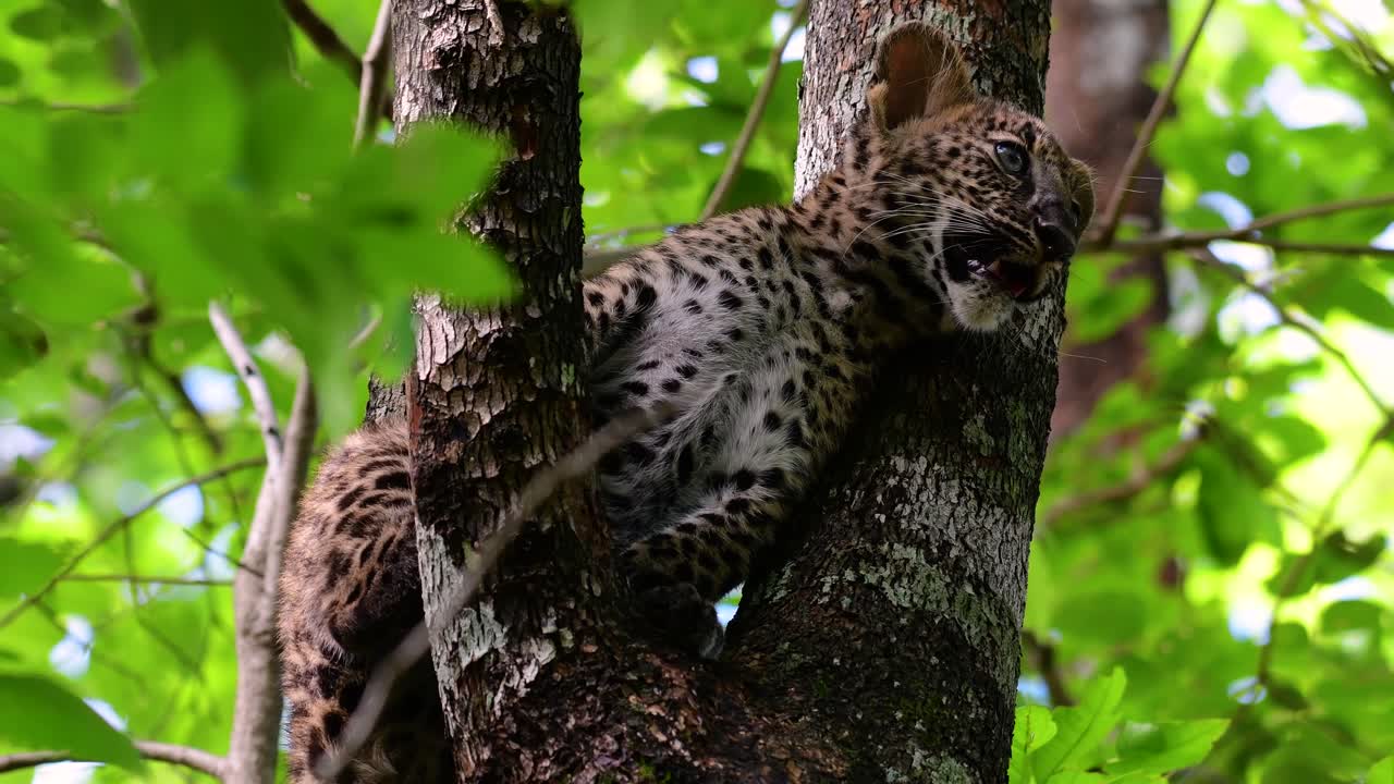 el leopardo de indochina es una especie vulnerable y uno de los grandes felinos de tailandia
