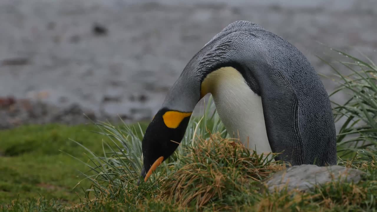 Close up of a king penguin searching the grass