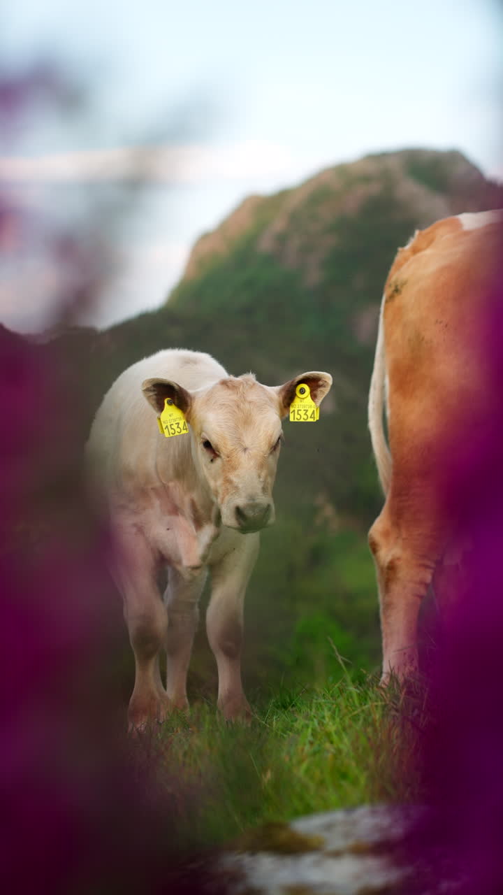 Young calf with yellow ear tags stands beside its mother in a lush meadow, framed by soft-focus flowers and hills in the distance. Rural life and farming concept