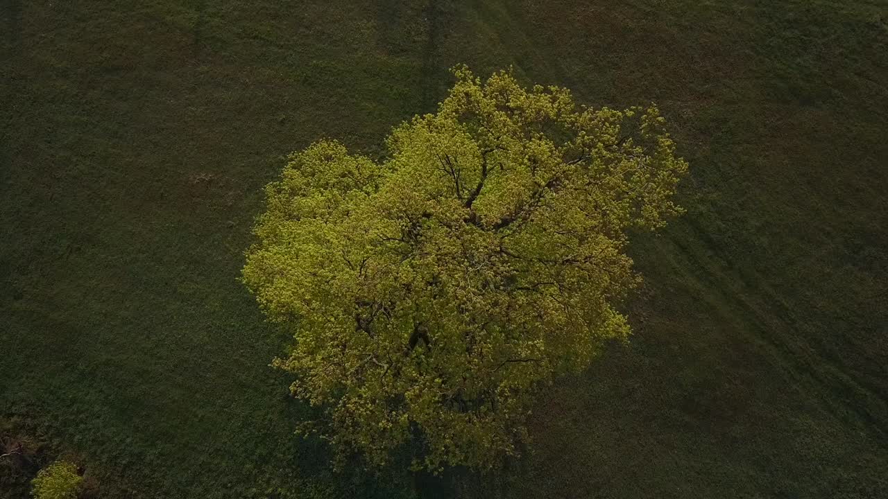 Flying above big oak with beautiful yellow leaves
