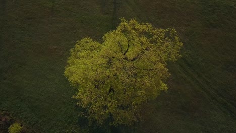 Flying-above-big-oak-with-beautiful-yellow-leaves