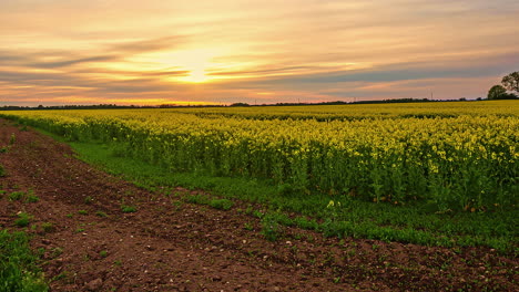 Statische-Aufnahme-Des-Ländlichen-Feldes-Der-Gelben-Pflanze-Des-Rapssamens-In-Einem-Unglaublichen-Sonnenuntergang