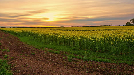 toma estática del campo rural de la planta amarilla de colza en una increíble puesta de sol
