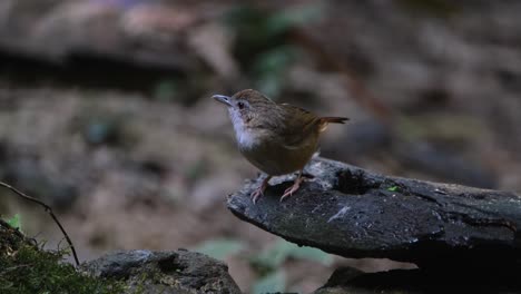 visto en un tronco luego vuela hacia la izquierda, el balbuceador de abbott malacocincla abbotti, tailandia