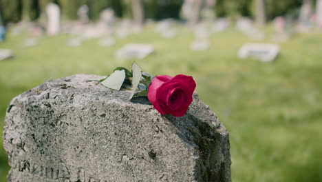 close up of a single red rose placed on a tombstone in a graveyard on a sunnd day 1