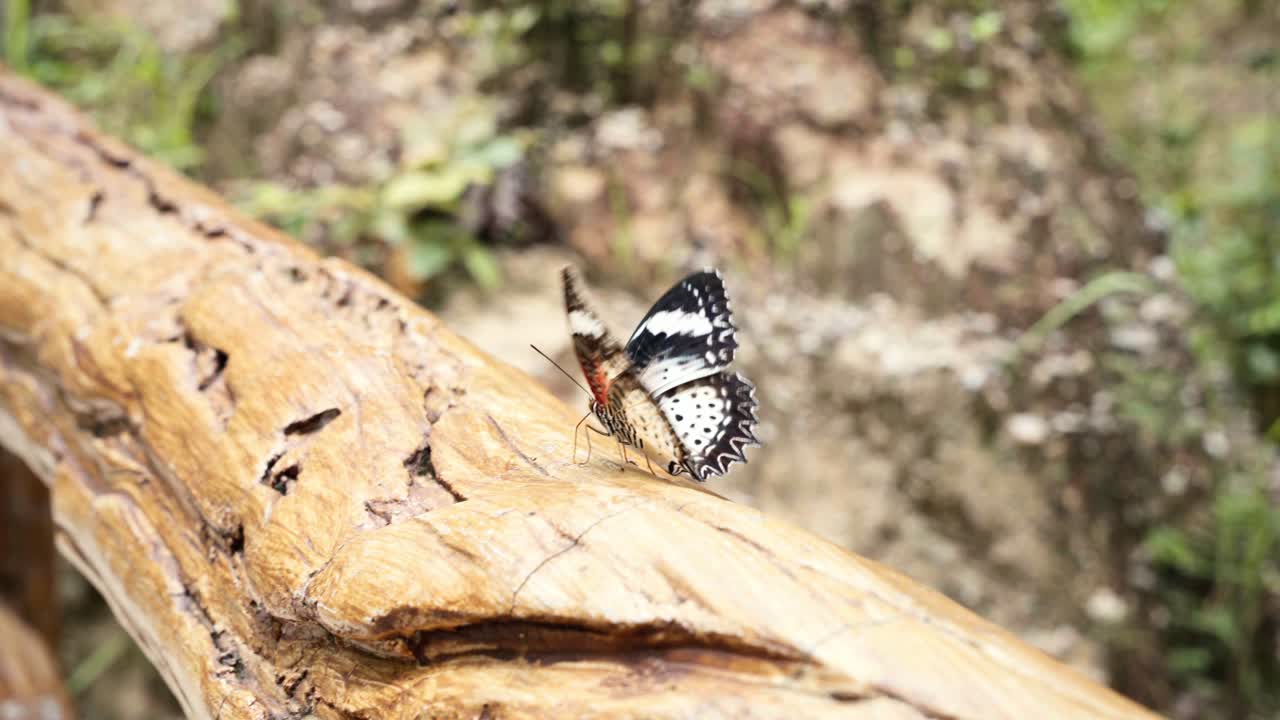 vista lateral de la hembra de la mariposa leoparda de encaje cethosia cyane en el cañón de pha chor chiang mai, tailandia