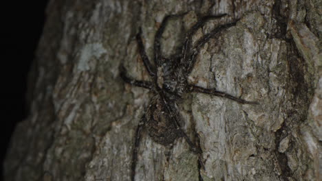 Braune-Spinne-Auf-Einem-Baumstamm-In-Der-Nacht-Aus-Nächster-Nähe