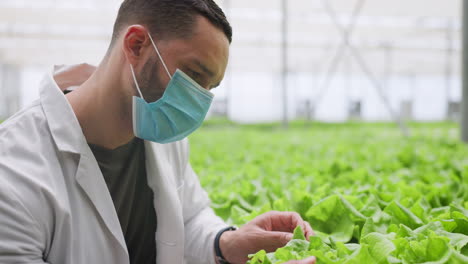 hombre, agricultor y plantas en invernadero