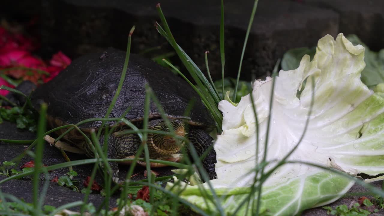 Close up shot of a hungry Chinese stripe-necked turtle (Mauremys sinensis) munches on a fresh green cabbage leaf.