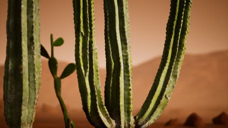 puesta de sol en el desierto de arizona con un cactus saguaro gigante