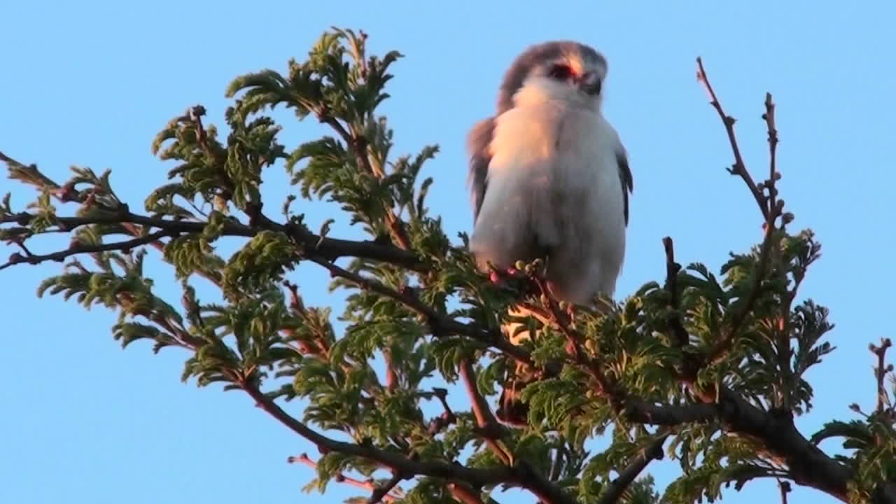 피그미 매가 아프리카의 나무에 앉아 있다