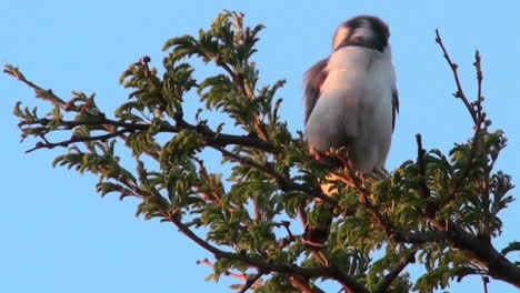 Un-Halcón-Pigmeo-Se-Sienta-En-Un-árbol-En-África