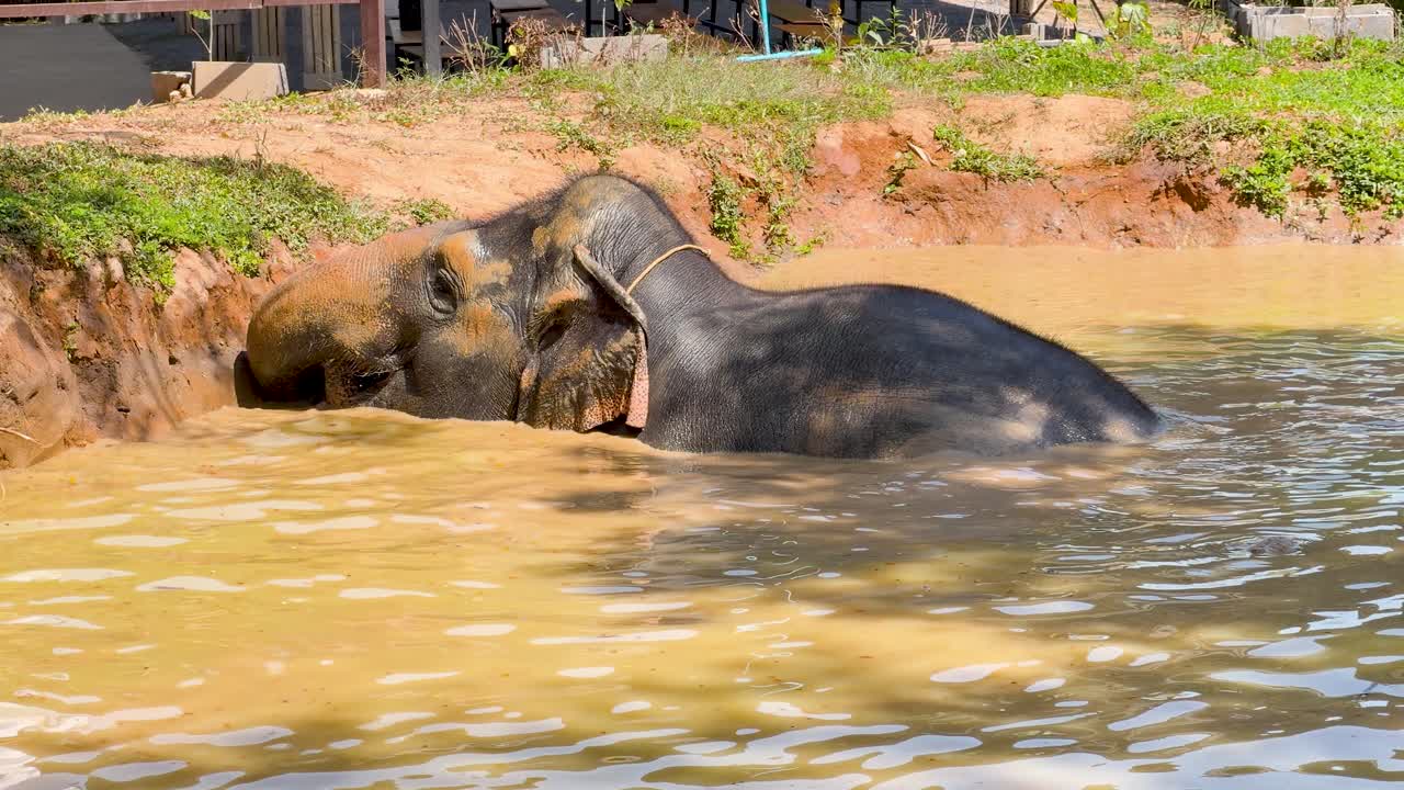 En asiatisk elefant nyder et kølende bad i en mudret flod under skarpt, naturligt sollys.