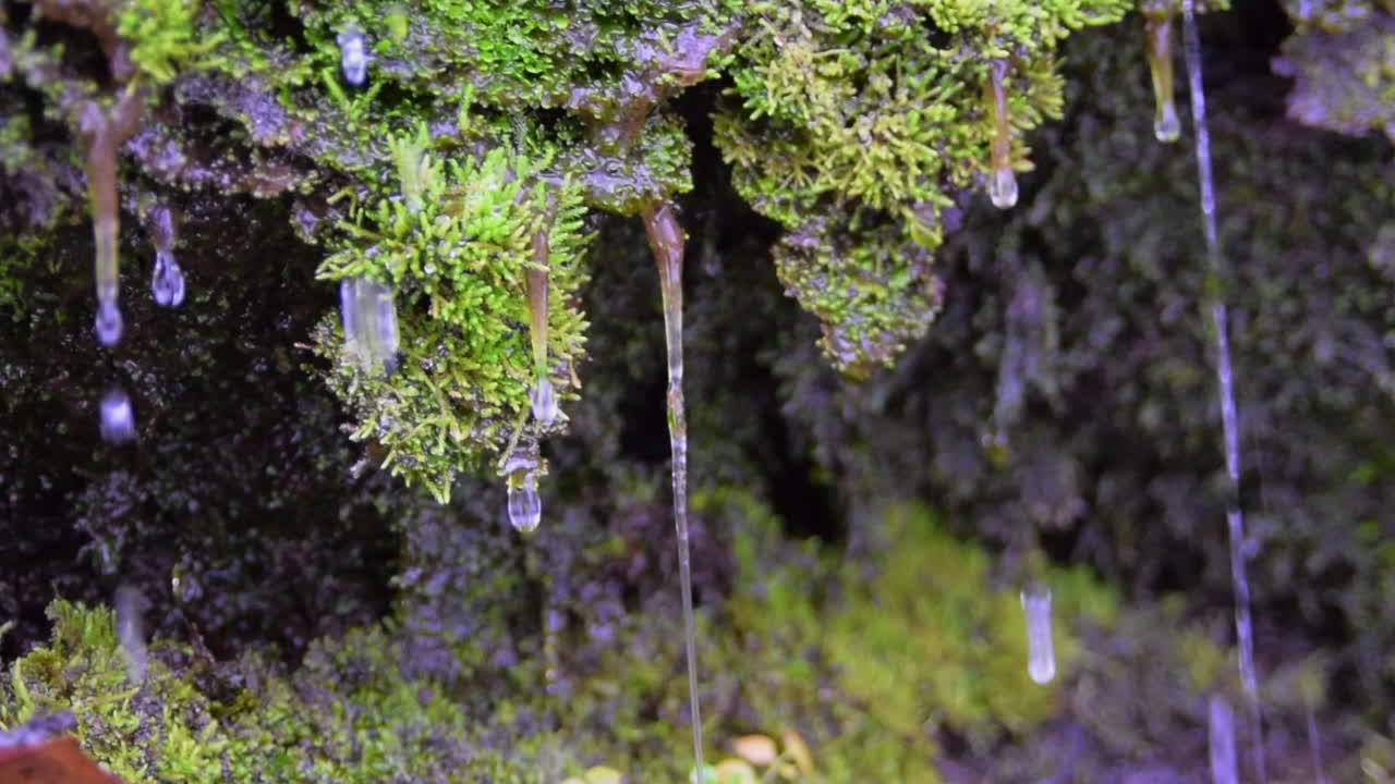 Water droplets on moss