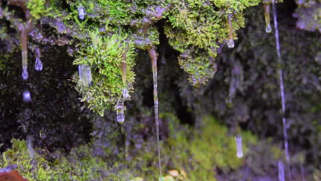 water droplets on moss