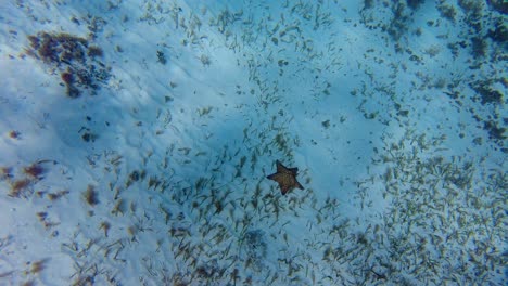 Serás-Testigo-De-La-Belleza-De-Una-Estrella-De-Mar-Con-Sus-Colores-Vibrantes-Y-Su-Forma-única,-Cozumel,-México