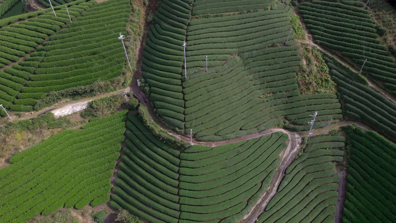 File di file di giardini di tè Matcha Wazuka verdi, terrazze a Kyoto, Giappone