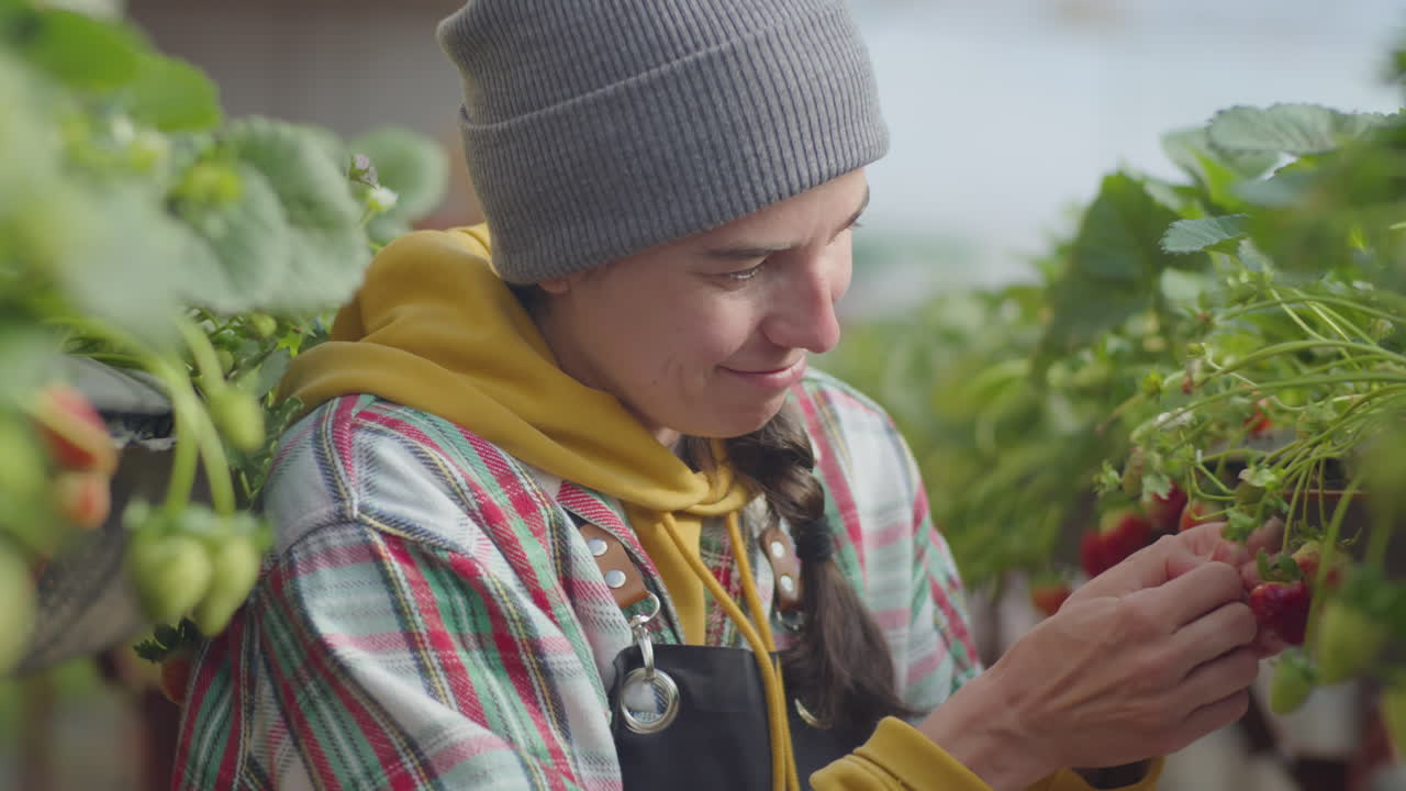 Woman Picking Strawberries at Work in Greenhouse Farm