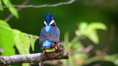 the blue-eared kingfisher is a small kingfisher found in thailand and it is wanted by bird photographers because of its lovely blue ears as it is also a cute bird to watch