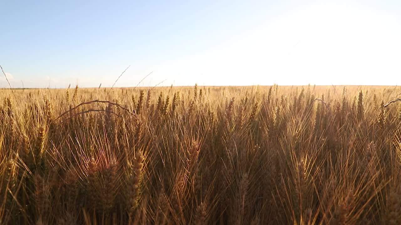 Sunshine through Golden wheat field moving by the wind in slow motion