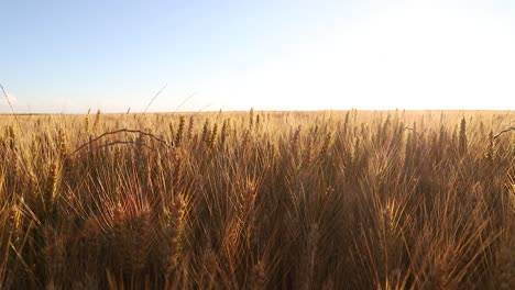 sunshine through golden wheat field moving by the wind in slow motion