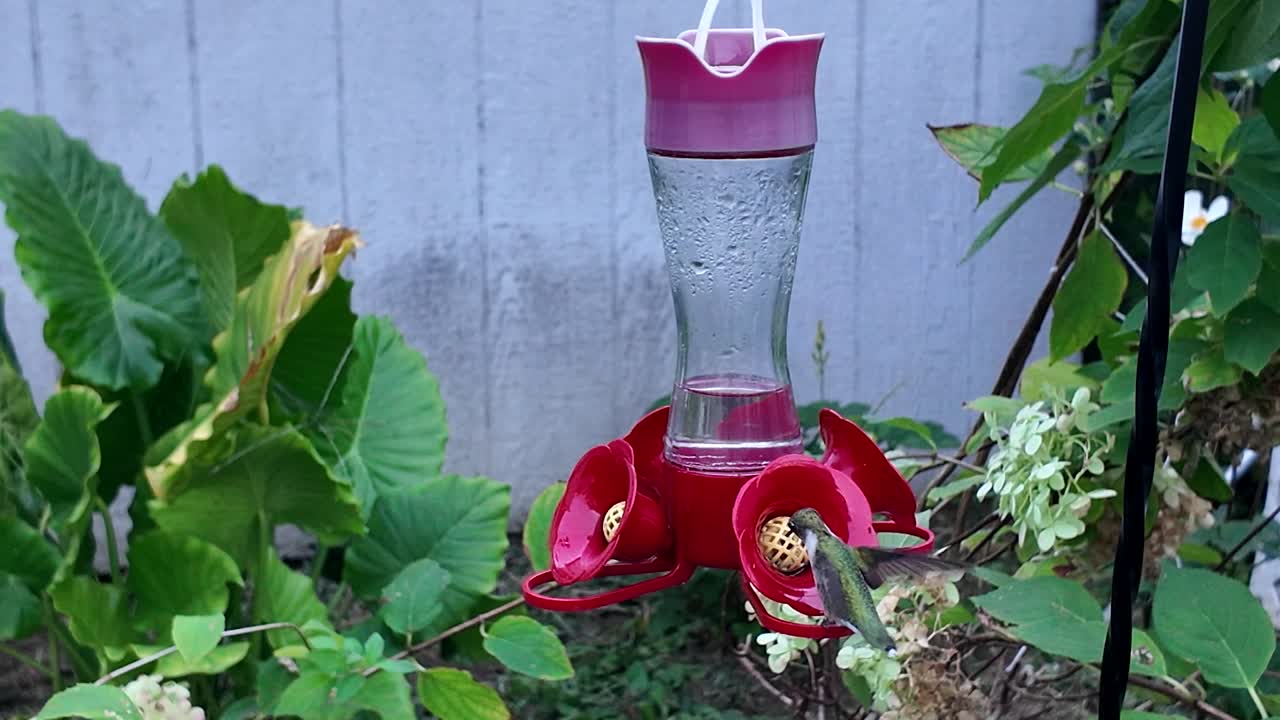 Humming bird flys to feeder in garden
