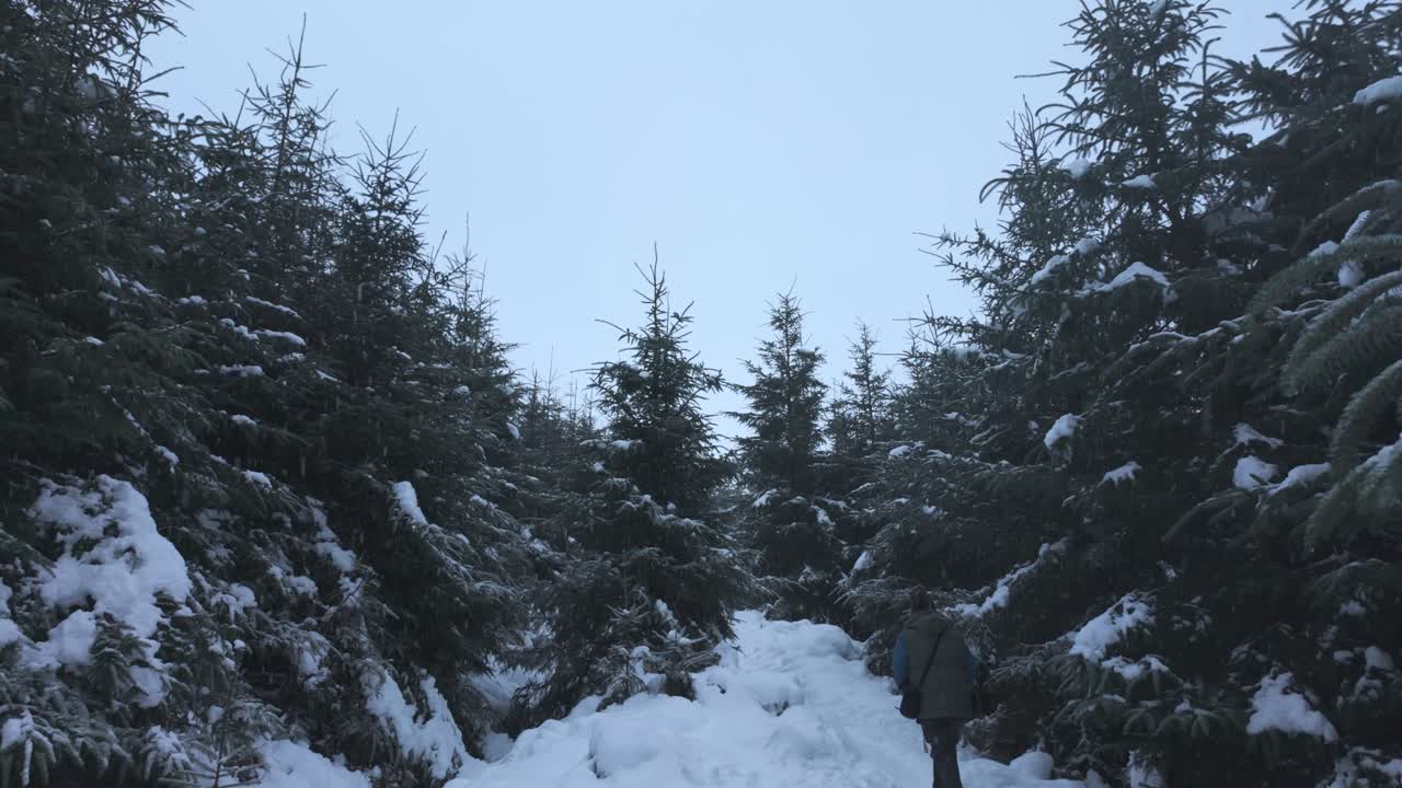 a man walking in a snow-covered path in a mountain trail while snowfall happening and surrounded by pine trees in Ticknock Forrest, Dublin mountains - Winter time in Ireland