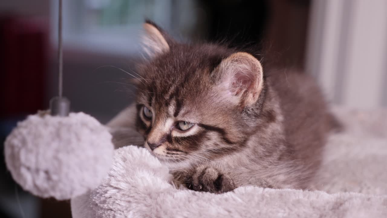 Little Cute Mainecoon Kitten resting on cattree
