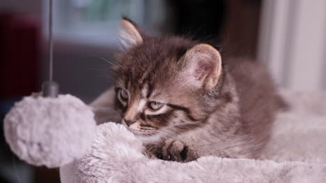 little cute mainecoon kitten resting on cattree