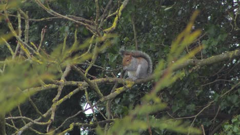 gray squirrel sitting on tree branch eating nut in the snow with wind