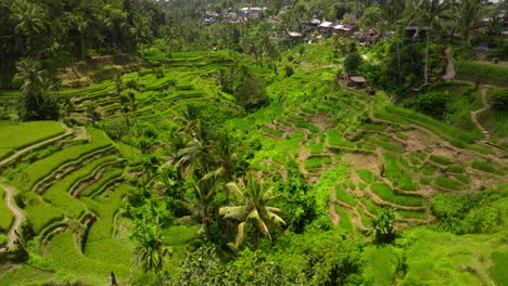 las verdes terrazas de arroz del turístico tegallalang, ubud bali