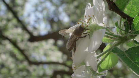 close up of bee crawling on white blossom to get to nectar, slow motion