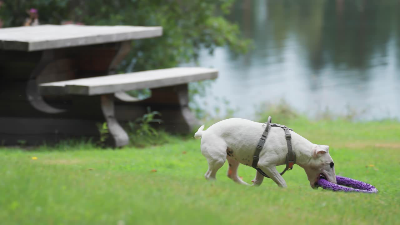 un pequeño terrier blanco salta para atrapar un juguete pero falla, persigue el juguete y finalmente lo atrapa