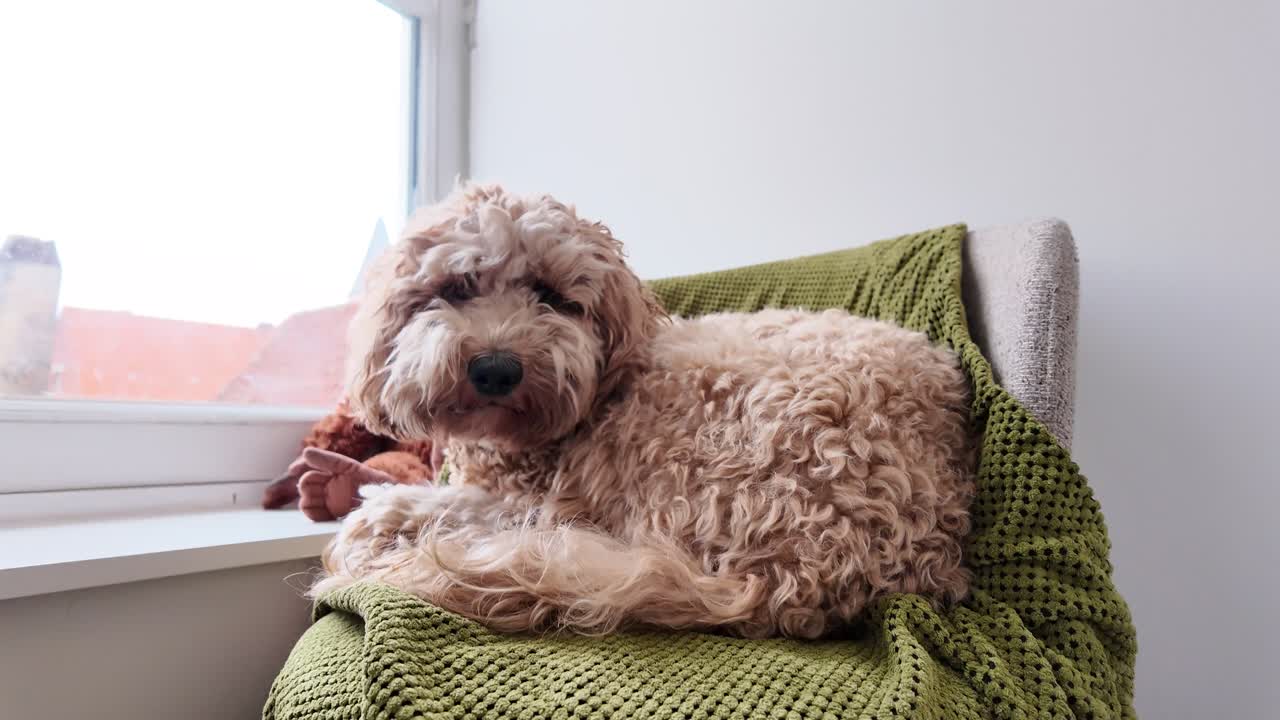 un labradoodle australiano esponjoso relajándose con su juguete en el fondo