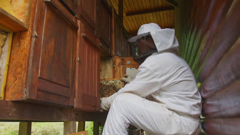 Beekeeper-doing-a-hive-inspection,-checking-bees-and-comb,-low-angle-shot