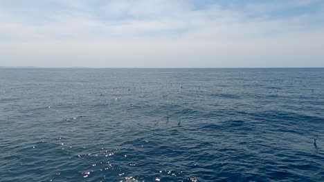 flock of seaguls soaring over the ocean