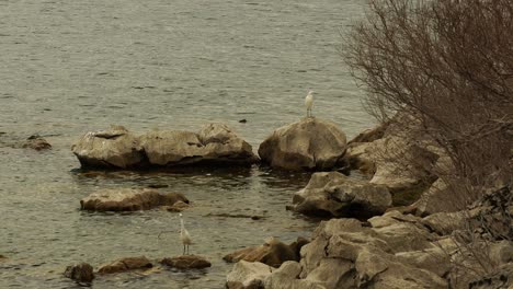 Grandes-Aves-Garzas-O-Casmerodius-Albus,-Pájaro-Blanco-En-La-Costa-Mediterránea