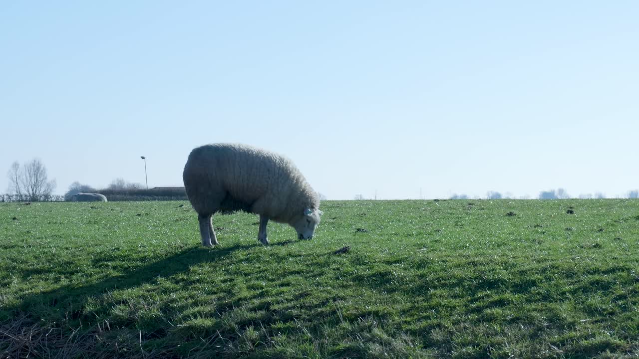 Una pecora che pascola in un campo verde in una giornata di sole