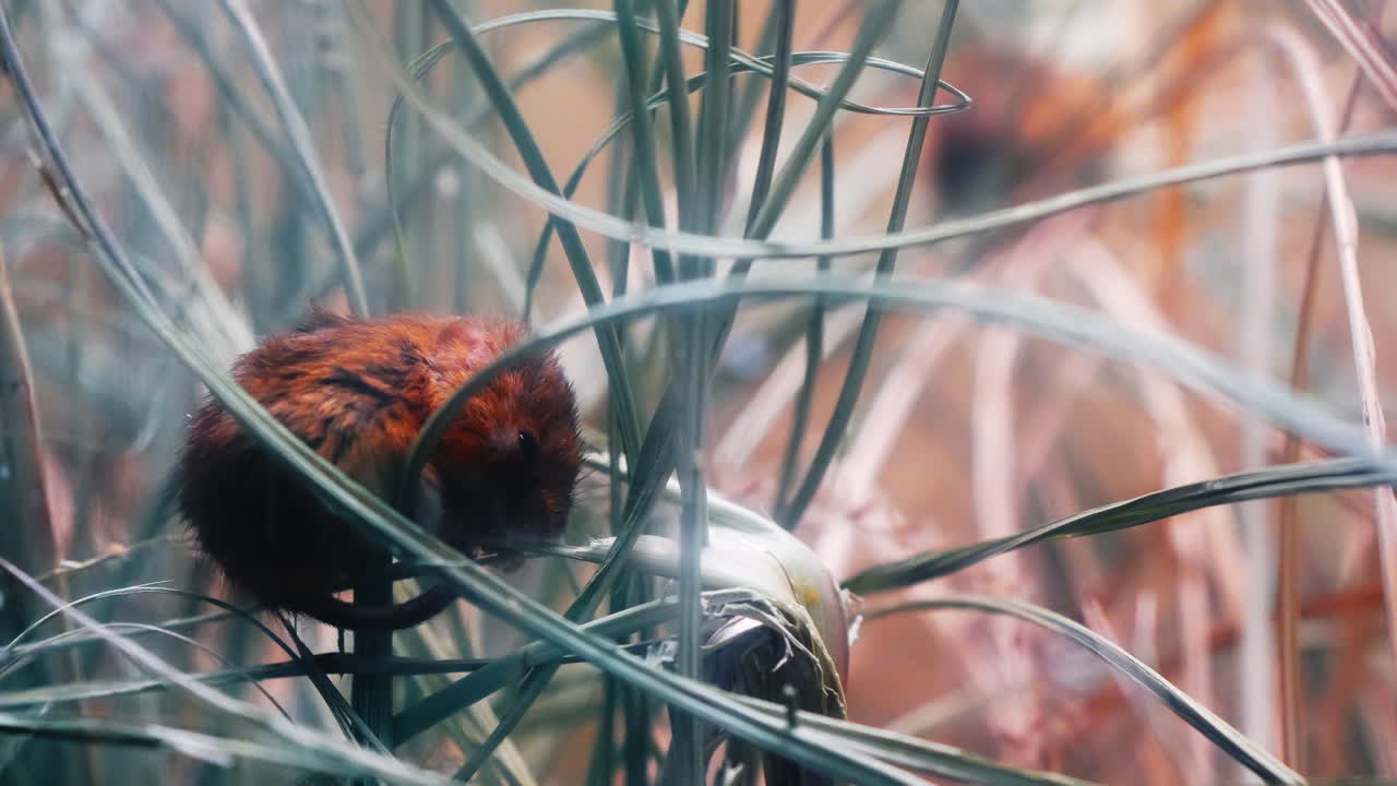 Ein kleines Tier ruht tagsüber inmitten von hohem Gras in einer natürlichen Umgebung. Ein kleines Tier sitzt ruhig im grünen Gras, umgeben von hohen Pflanzen