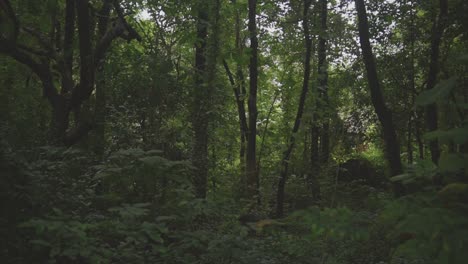 Full-HD-clip-that-shows-morning-in-dense-beautiful-woods,-with-old,-great-green-trees