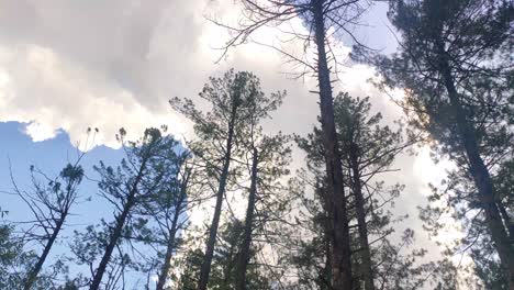 Mirando-Hacia-Los-árboles-Altos-Con-Nubes-En-El-Cielo-Azul-Brillante