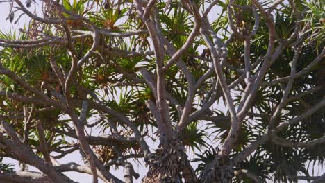 pandanus palm trees at crescent head beach - sydney, new south wales, australia