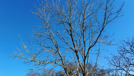 Schwenken-Rechts-Schuss-Von-Bäumen-Im-Winter-Mit-Einem-Blauen-Himmelshintergrund