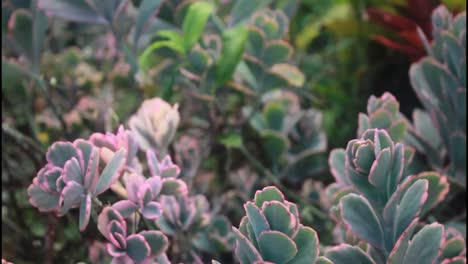 close-up of pink and green succulents