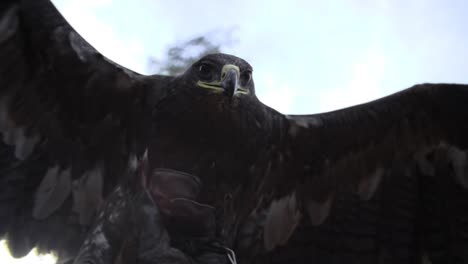 Eagle,-hawk-with-wide-wings-and-feathers-in-slow-motion-starting-to-fly