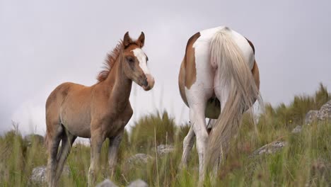 experience the touching bond between a gentle mare and her adorable filly in this stunning slow-motion video set against a mountainous backdrop