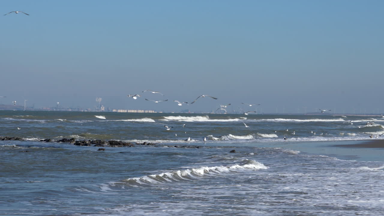 네덜란드 남부의 배경에는 거친 파도와 마스블락테가 있는 아우도르프 해변 위의 바다새 떼